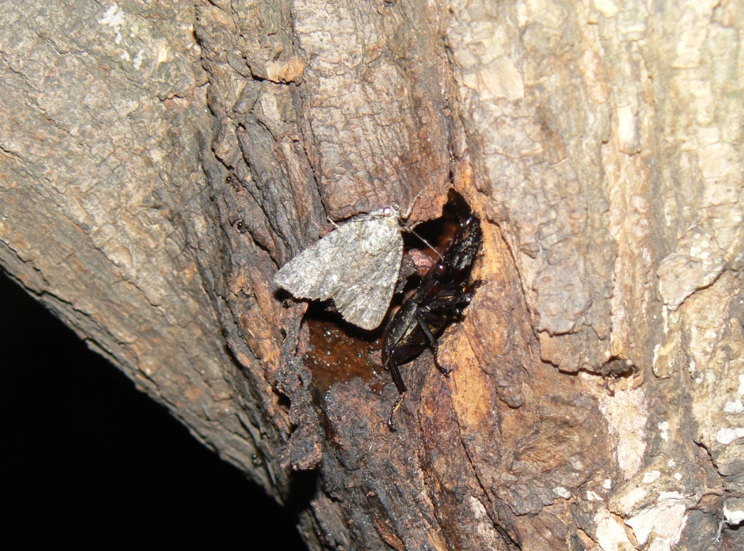 やなぎの枝先_10月6日 枝先から3m下の洞でコクワガタの雄とキノカワガ_201006_18-40